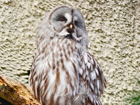 Perched gray owl with watchful eye. Gray owl sitting quietly on branch showing detailed feathers
