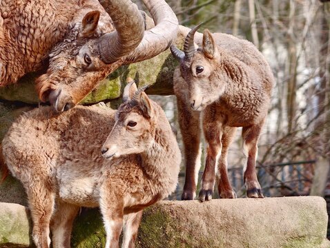 Alpha male shepherds juvenile flock from rocky crest with vigilant protective stance and scenic backdrop