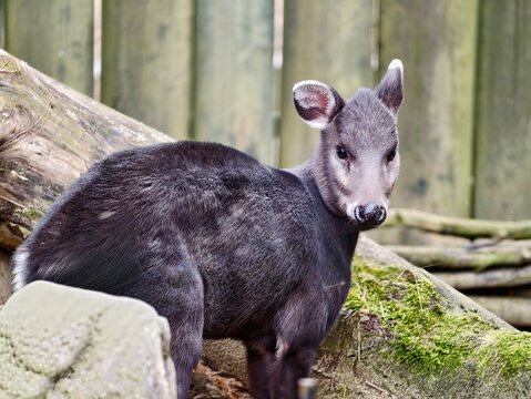 Dark deer resting. Youthful darkfurred ungulate relaxes on mossy stones within tranquil enclosure nook