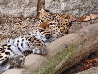 Obraz premium Wild feline gazes from log. Leopard appears semiconscious on fallen timber with attentive ears
