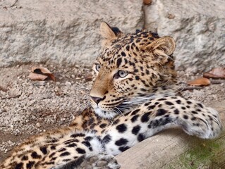 Calm feline lies among stones. Peaceful leopard displayed among stones and fallen branches in nature © Vladimir