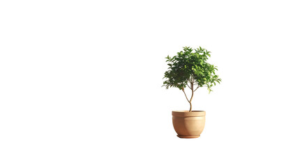 Fototapeta premium A potted ornamental tree, against a solid black backdrop, positioned to the right