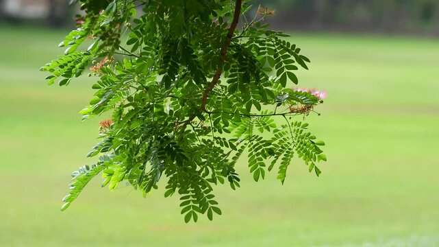 Green leaf branch pink flower garden tree natural background soft focus fresh foliage outdoor plant tropical spring growth