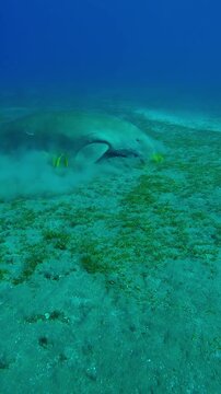 Vertical footage, Camera moving forwards to a Sea Cow grazing on sandy seabed in turquoise water background, Slow motion of Sea Cow, Dugong dugon on the bottom