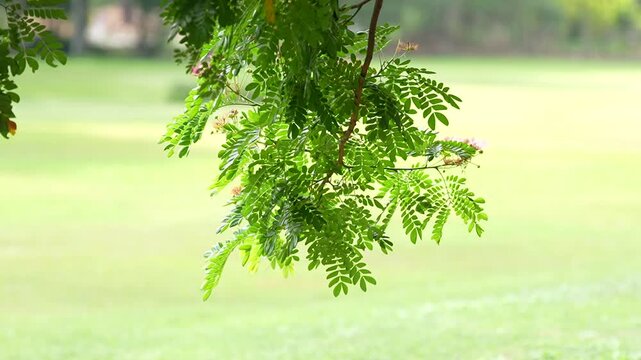 Green leaf branch tree park grass background daylight soft bokeh fresh foliage natural garden sunny spring outdoor scenery