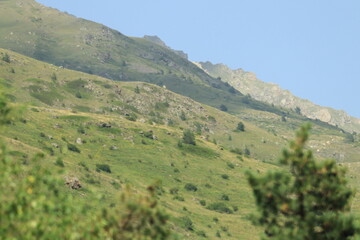 Obraz premium mountain landscape with trees