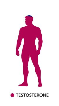 Minimal illustration of male body silhouette highlighting testosterone concept. Medical and fitness themed design representing hormone levels, strength, energy and male health. Vertical video