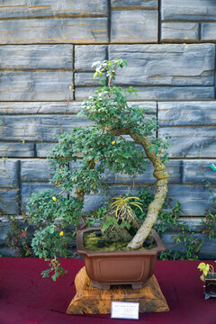 Chocolate Vine Akebia quinata Bonsai South Korea