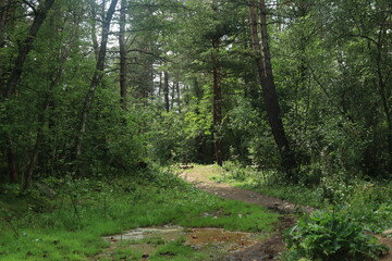 Fototapeta premium An eco-trail in the forest at the foot of Mount Elbrus on a summer day