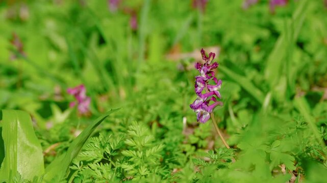 Fumaria officinalis flower swaying in light wind, shallow depth of field