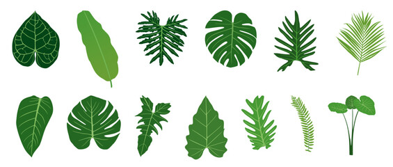 tropical leaves set © Dhiraj