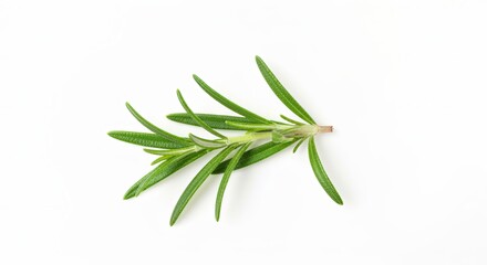 Fototapeta premium High-Detail Studio Shot of Fresh Rosemary Sprig Isolated on White Background for Culinary Use