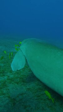 Vertical footage, Following Sea Cow swimming above seabed, scuba diver swimming in background, Slow motion of Marine Sirenia, Dugong dugon swimming in depth
