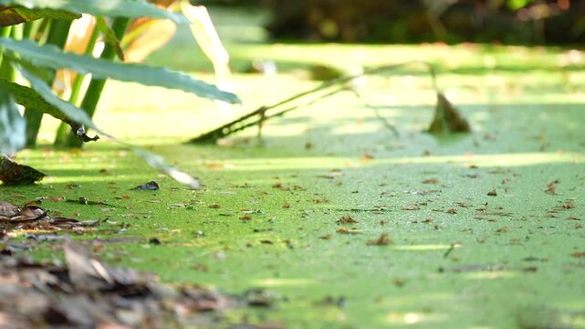Asian water monitor in algae covered pond near tropical leaf plants with calm wetland sunlight, leaf reflections and soft water