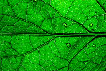Fototapeta premium Close up view of green leaf with water droplets showing detailed texture and veins in the sunlight
