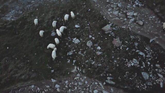 4k slow motion footage of mountain goats crossing turbulent river in dramatic wilderness scene