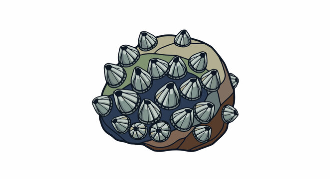 Close-up illustration of barnacles attached to a segmented, colored rock