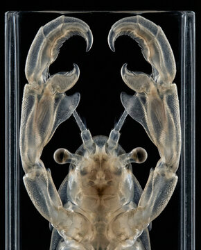 Extreme microscopic portrait of a male fairy shrimp head showing large modified claspers