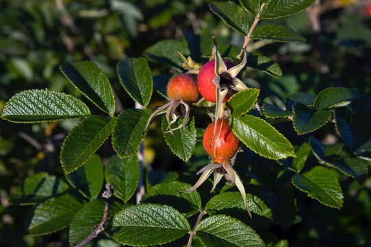 Rosehip and leaves in Germany