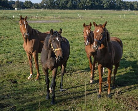 Group of horses in a meadow in Germany near the village of Viol