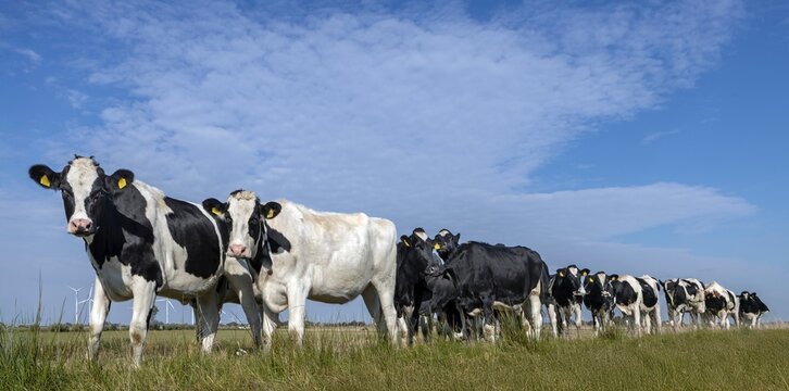 Herd of dairy cattle in meadow in rural landscape near the North Sea and Waddenzee at Sleeswijk Holstein North Friesland Germany. Panoramic.