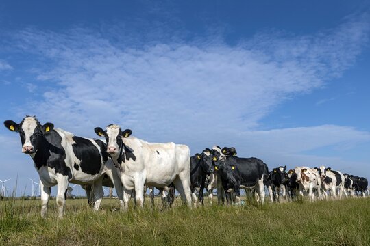 Herd of dairy cattle in meadow in rural landscape near the North Sea and Waddenzee at Sleeswijk Holstein North Friesland Germany. Panoramic.