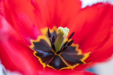 Blüte einer Roten Tulpe © Tobias