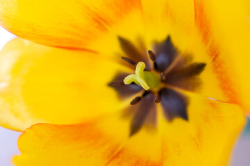 Blüte einer gelben Tulpe - Nahaufnahme © Tobias