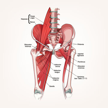Detailed anatomical illustration of human pelvic and hip muscles, showing psoas, iliacus, adductors, and surrounding structures with labeled medical diagram.