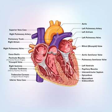 Detailed human heart anatomy illustration with labeled chambers, valves, and major blood vessels, ideal for medical education, cardiology study, and healthcare presentations.