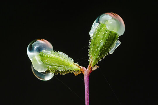Boerhavia diffusa plant budding with water droplets