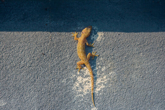 Common house gecko basking on grey wall surface