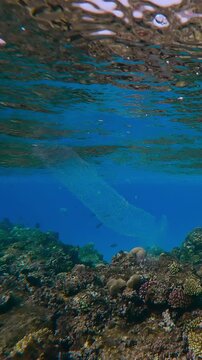 Vertical footage, Translucent Colonial Pyrosoma drifting under surface of turquoise water over coral reef in sunlight, Slow motion
