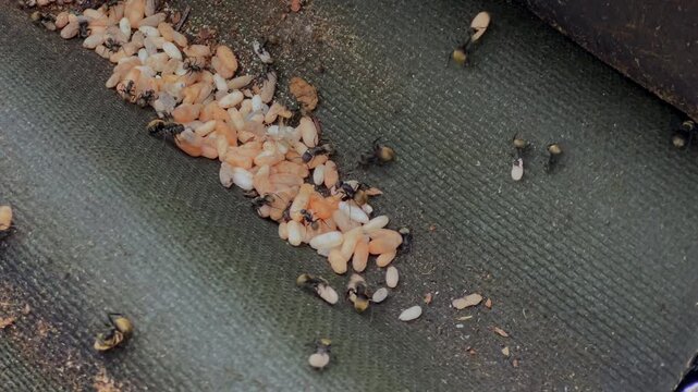 Ant nest is revealed under a roof tile with many workers and eggs exposed in macro slow motion 4K30 from original 4K60.