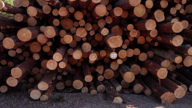 Pine logs are piled up by roadside for further transportation.