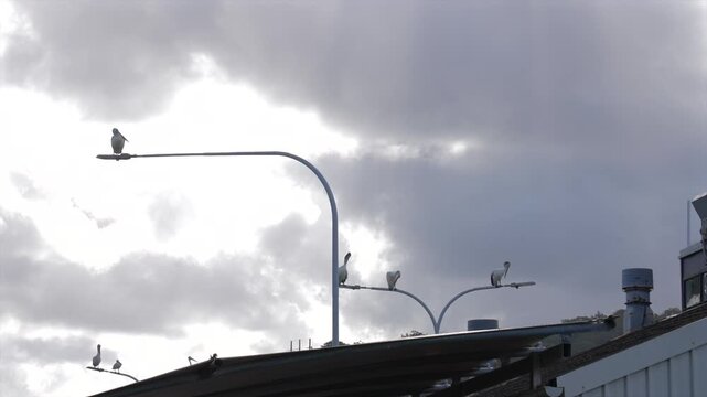 Multiple pelicans spread out on lamp posts in Woy Woy, Australia