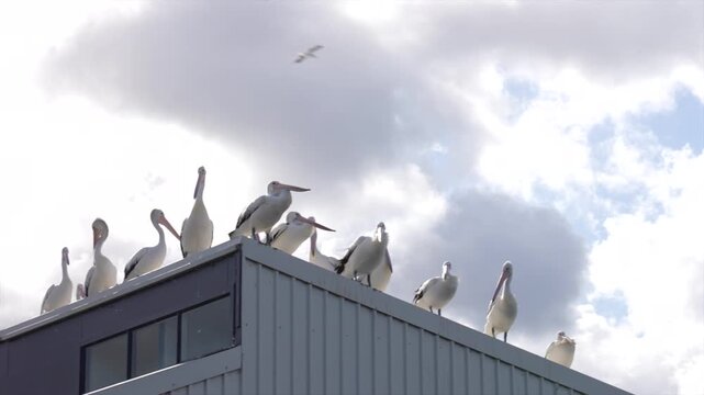 Group of back lit pelicans gathered on the roof of a building, Australia