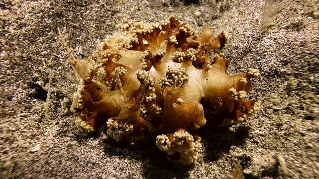 Four soft coral shrimps on a round-shaped orange soft coral with yellowish bumps. The crustaceans are perfectly color-matched to their host and well camouflaged. Only two of them are clearly visible.