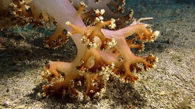 Three soft coral shrimp on an orange soft coral branch with yellowish bumps. The crustaceans are perfectly color-matched to their host and well camouflaged. They wave their long, slender pincers.