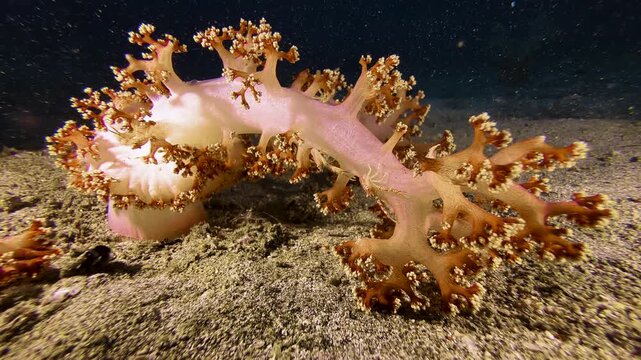 Three soft coral shrimps on an orange soft coral with yellowish bumps. The crustaceans are perfectly color-matched to their host and well camouflaged. One shrimp chases the other away.