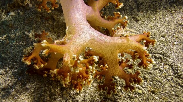 Three soft coral shrimps on an orange soft coral branch with yellowish bumps. The crustaceans are perfectly color-matched to their host and well camouflaged. They wave their slender pincers.