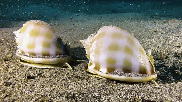 Two banded bonnet snails are engaged in their mating ritual on the sandy seabed. One snail is moving forward left to right, the other ist about to follow.