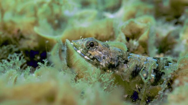 Young Synodus synodus swaying with the surge among seaweed and sunlight