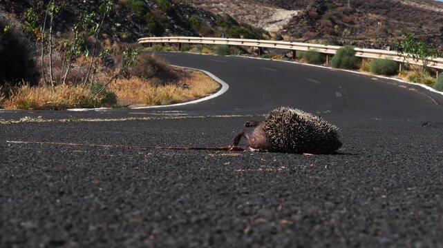 Atelerix algirus roadkill on a desert road with fly and visible heat waves
