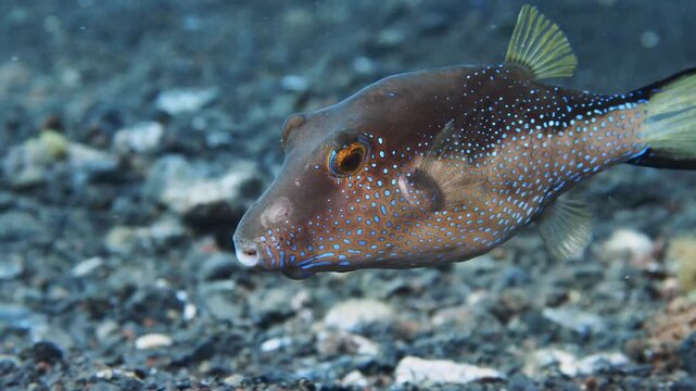 Canthigaster capistrata pufferfish turning from side profile to front view with sandy bottom