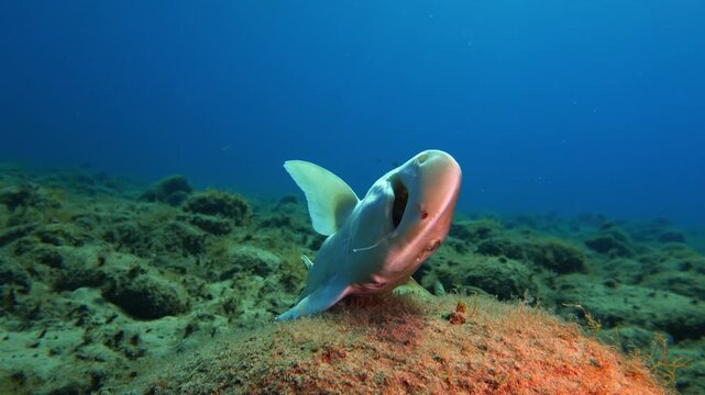 Lateral pan of dead Mustelus mustelus showing nylon line in its mouth