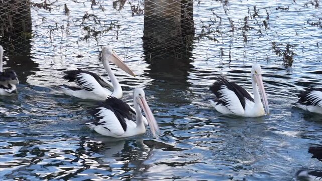 Large group pf pelicans at the tidal pools in Woy Woy, Australia