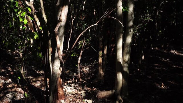 Sunlight filters through a dense thicket of slender trees, creating sharp highlights and deep shadows across the forest floor and textured bark in a high-contrast natural scene
