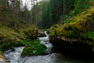 Obraz premium Mountain river in the forest