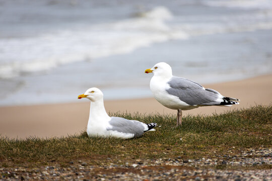 zwei M&ouml;wen sitzen am Strand von Hirtshals in D&auml;nemark. 